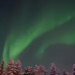 Lapland Ulpukka *