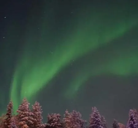 Lapland Ulpukka *